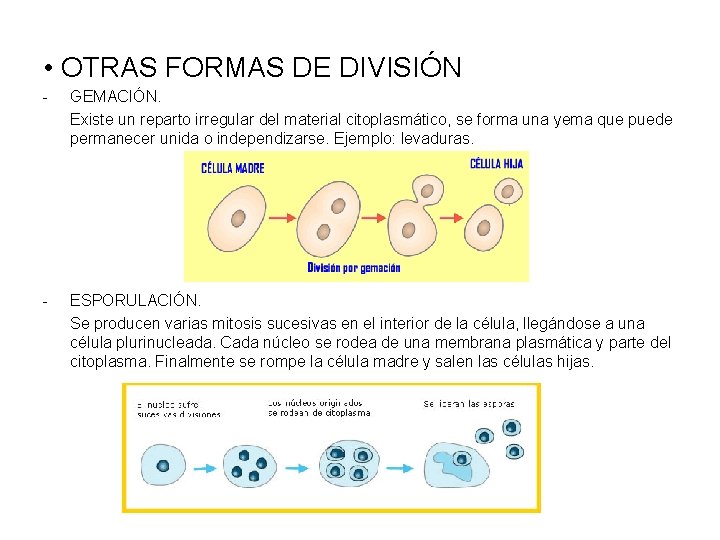  • OTRAS FORMAS DE DIVISIÓN - GEMACIÓN. Existe un reparto irregular del material