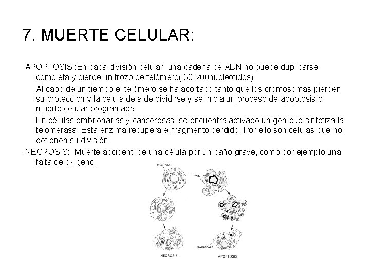 7. MUERTE CELULAR: -APOPTOSIS : En cada división celular una cadena de ADN no