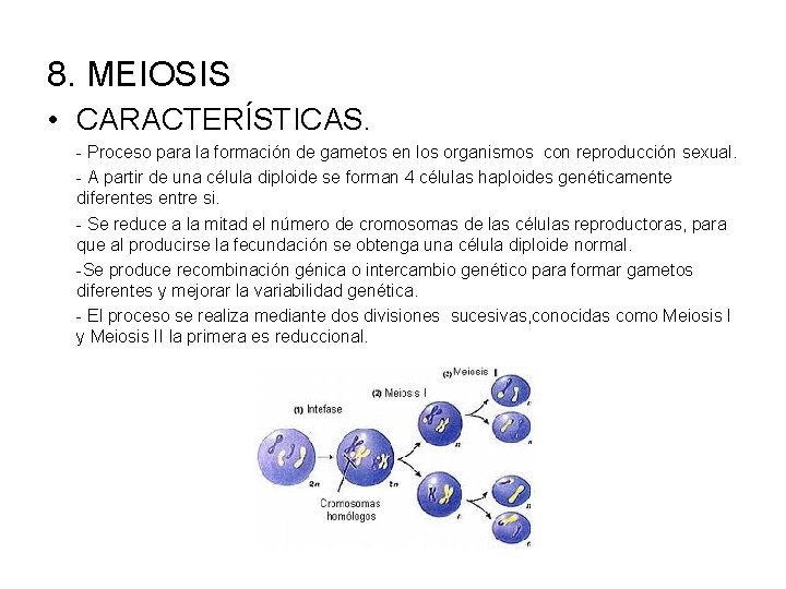 8. MEIOSIS • CARACTERÍSTICAS. - Proceso para la formación de gametos en los organismos