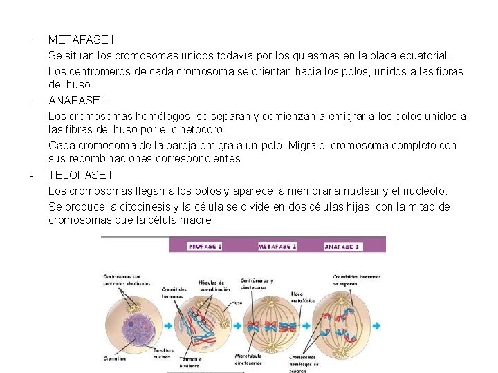 - - - METAFASE I Se sitúan los cromosomas unidos todavía por los quiasmas