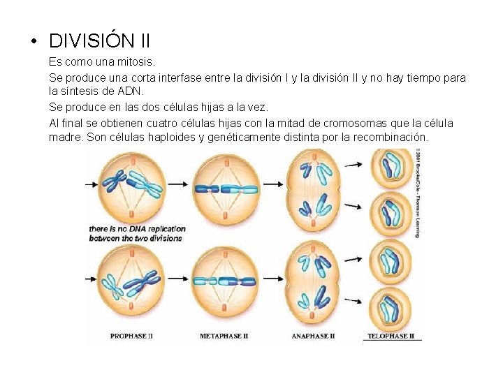 • DIVISIÓN II Es como una mitosis. Se produce una corta interfase entre