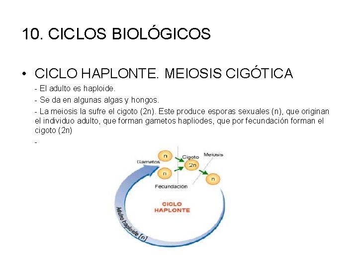 10. CICLOS BIOLÓGICOS • CICLO HAPLONTE. MEIOSIS CIGÓTICA - El adulto es haploide. -