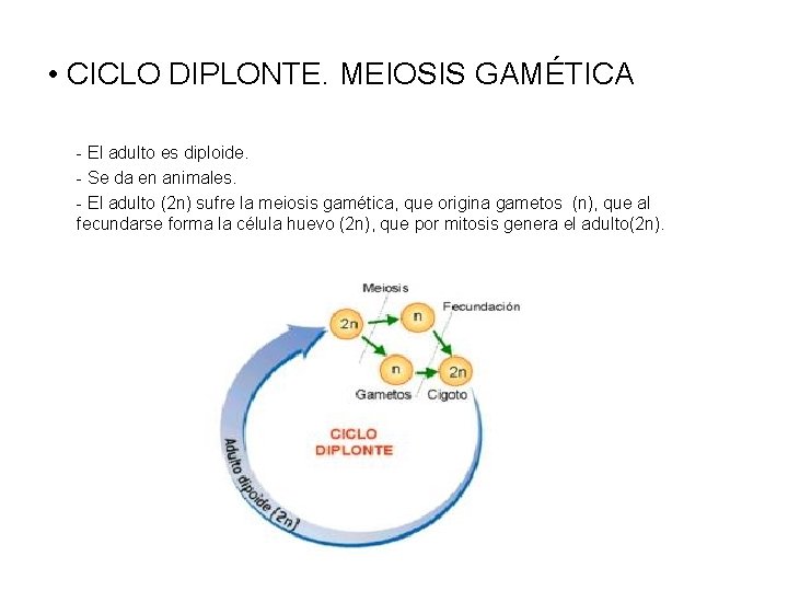  • CICLO DIPLONTE. MEIOSIS GAMÉTICA - El adulto es diploide. - Se da