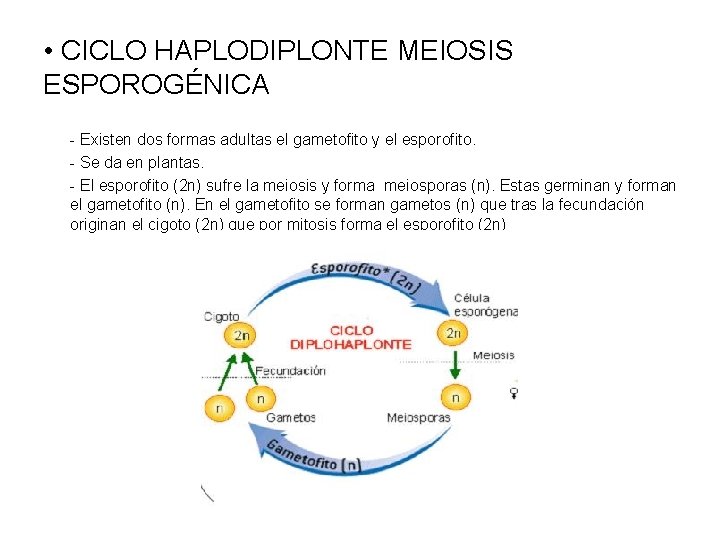  • CICLO HAPLODIPLONTE MEIOSIS ESPOROGÉNICA - Existen dos formas adultas el gametofito y