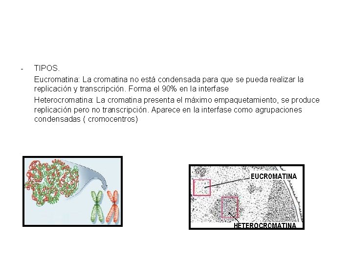 - TIPOS. Eucromatina: La cromatina no está condensada para que se pueda realizar la