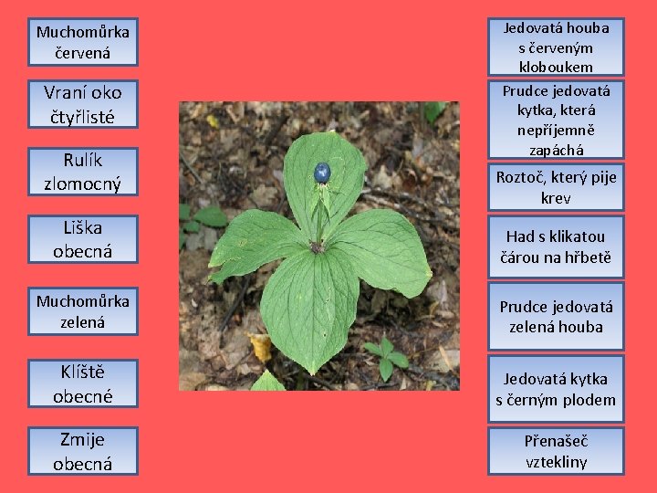 Muchomůrka červená Vraní oko čtyřlisté Rulík zlomocný Jedovatá houba s červeným kloboukem Prudce jedovatá