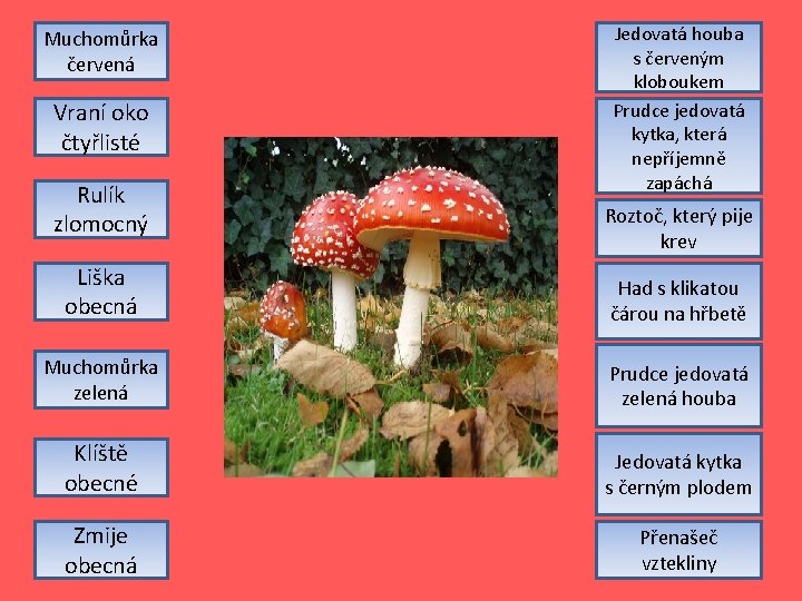 Muchomůrka červená Vraní oko čtyřlisté Rulík zlomocný Jedovatá houba s červeným kloboukem Prudce jedovatá