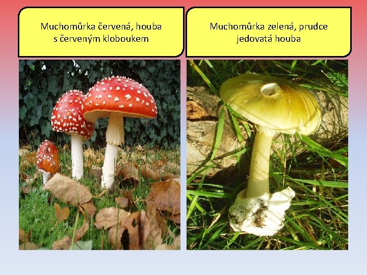 Muchomůrka červená, houba s červeným kloboukem Muchomůrka zelená, prudce jedovatá houba 