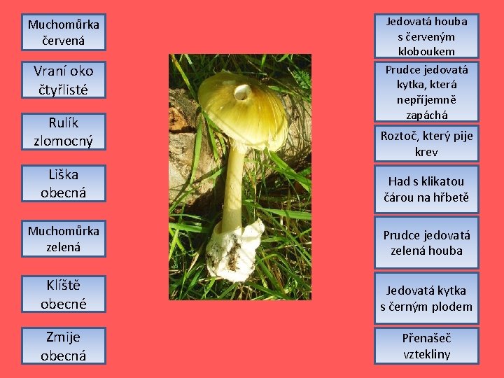 Muchomůrka červená Vraní oko čtyřlisté Rulík zlomocný Jedovatá houba s červeným kloboukem Prudce jedovatá