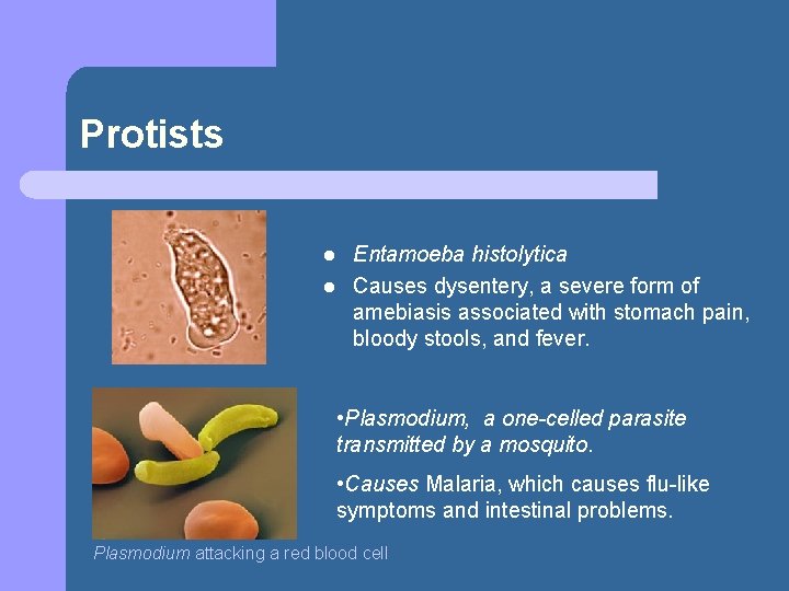 Protists l l Entamoeba histolytica Causes dysentery, a severe form of amebiasis associated with