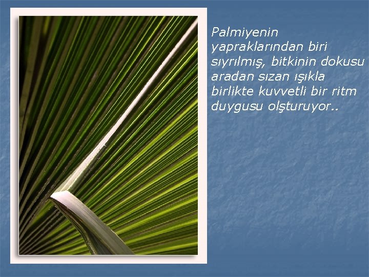 Palmiyenin yapraklarından biri sıyrılmış, bitkinin dokusu aradan sızan ışıkla birlikte kuvvetli bir ritm duygusu