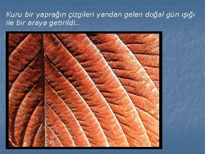 Kuru bir yaprağın çizgileri yandan gelen doğal gün ışığı ile bir araya getirildi. .