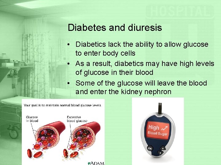 Diabetes and diuresis • Diabetics lack the ability to allow glucose to enter body