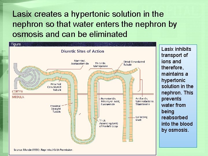 Lasix creates a hypertonic solution in the nephron so that water enters the nephron
