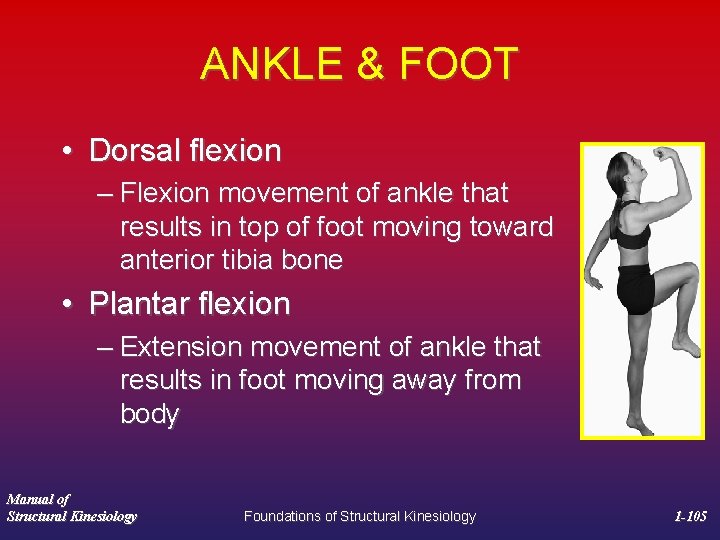 ANKLE & FOOT • Dorsal flexion – Flexion movement of ankle that results in