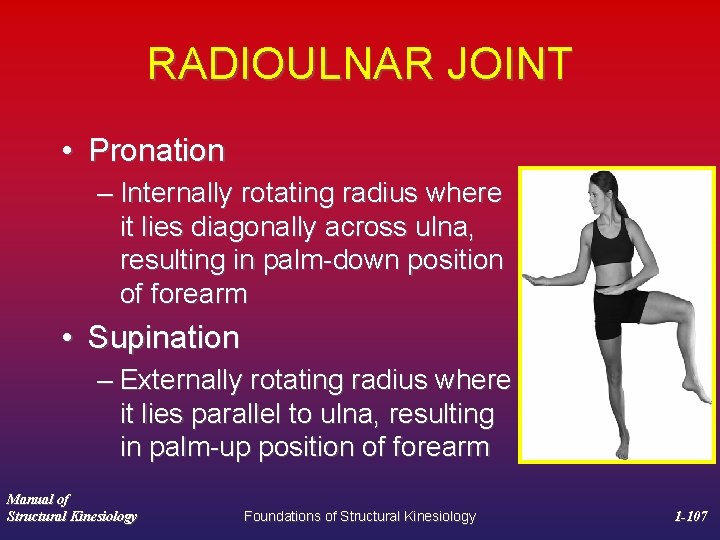 RADIOULNAR JOINT • Pronation – Internally rotating radius where it lies diagonally across ulna,