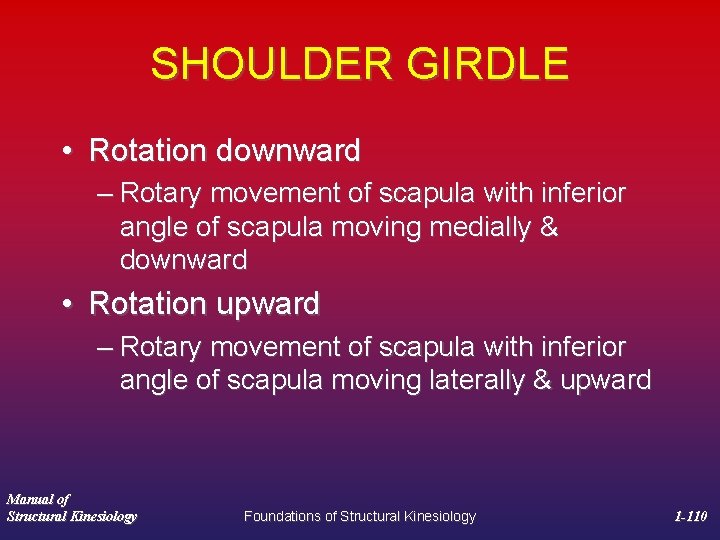 SHOULDER GIRDLE • Rotation downward – Rotary movement of scapula with inferior angle of