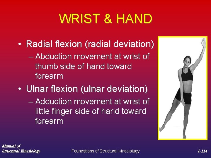 WRIST & HAND • Radial flexion (radial deviation) – Abduction movement at wrist of