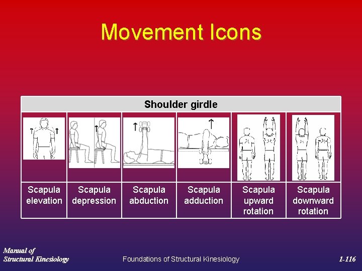 Movement Icons Shoulder girdle Scapula elevation Manual of Structural Kinesiology Scapula depression Scapula abduction