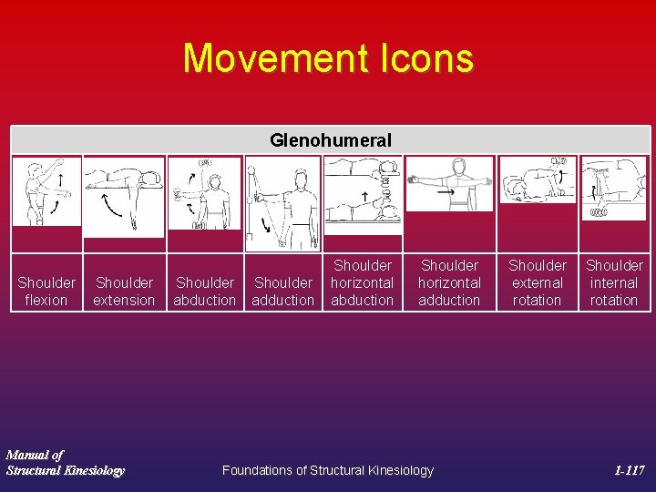 Movement Icons Glenohumeral Shoulder flexion extension Manual of Structural Kinesiology Shoulder abduction adduction Shoulder