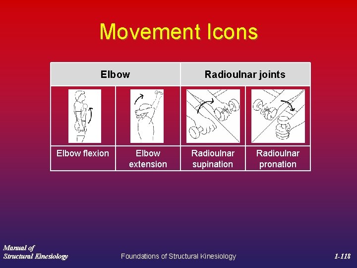 Movement Icons Elbow flexion Manual of Structural Kinesiology Elbow extension Radioulnar joints Radioulnar supination