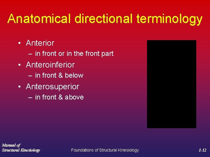 Anatomical directional terminology • Anterior – in front or in the front part •