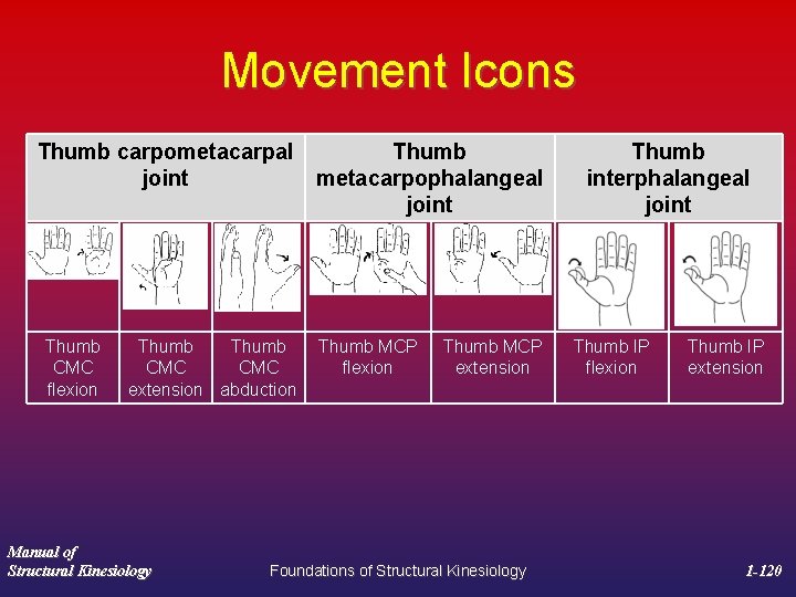 Movement Icons Thumb carpometacarpal Thumb joint metacarpophalangeal joint Thumb CMC flexion Thumb CMC extension