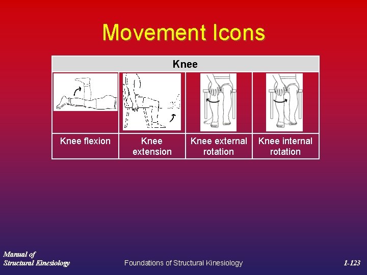 Movement Icons Knee flexion Manual of Structural Kinesiology Knee extension Knee external Knee internal
