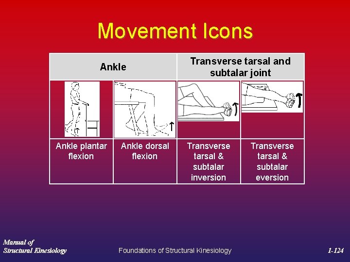 Movement Icons Ankle plantar flexion Manual of Structural Kinesiology Ankle dorsal flexion Transverse tarsal