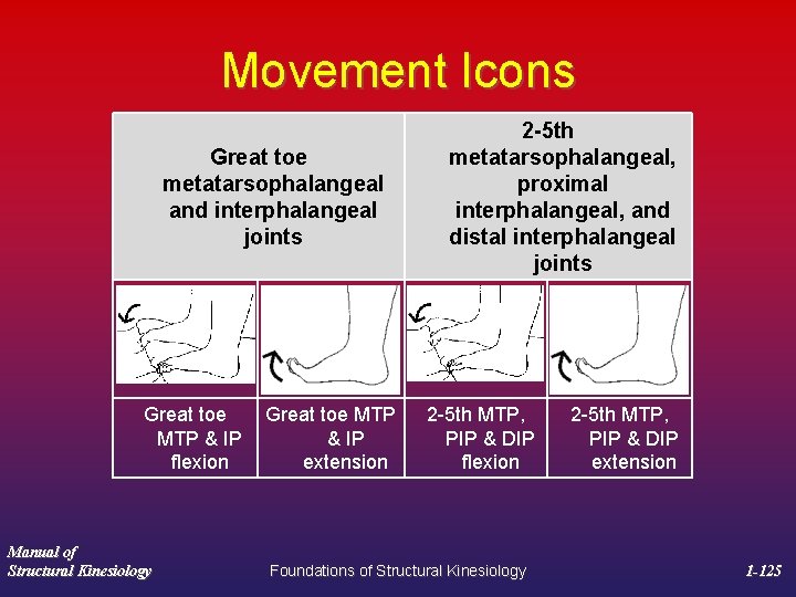 Movement Icons Great toe metatarsophalangeal and interphalangeal joints Great toe MTP & IP flexion