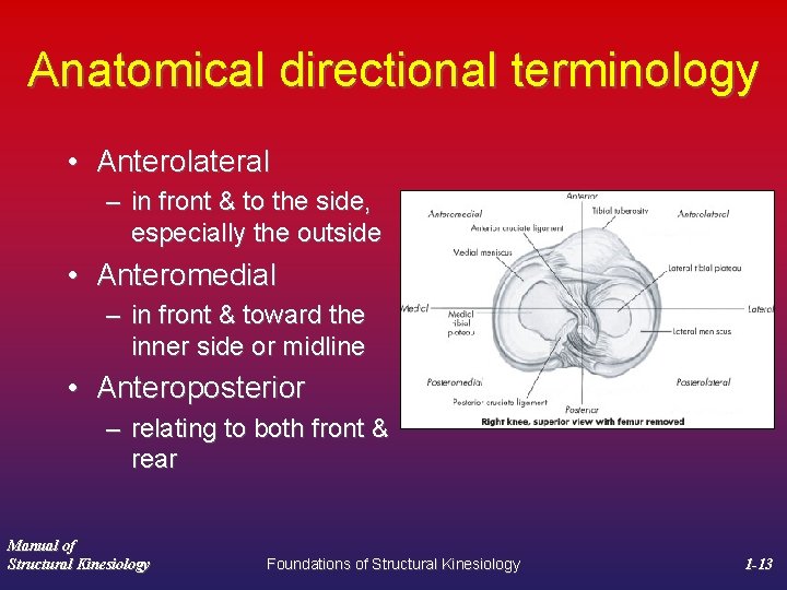 Anatomical directional terminology • Anterolateral – in front & to the side, especially the