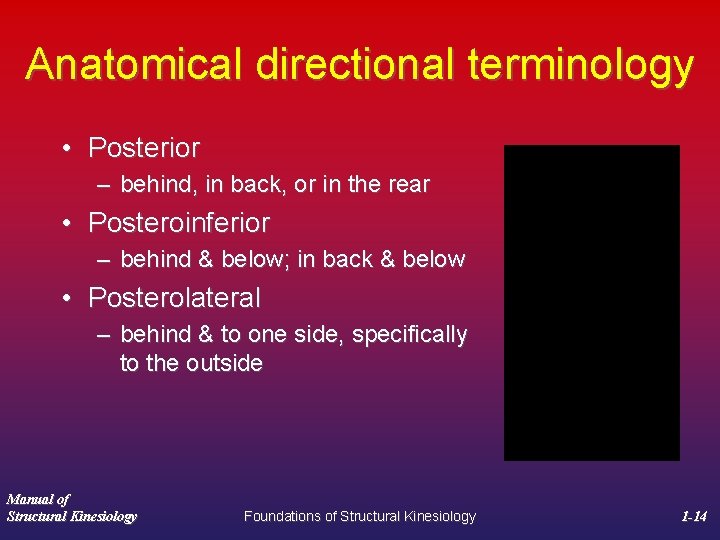 Anatomical directional terminology • Posterior – behind, in back, or in the rear •