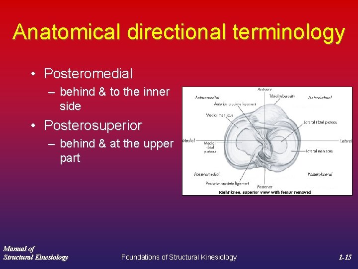 Anatomical directional terminology • Posteromedial – behind & to the inner side • Posterosuperior