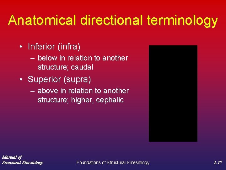 Anatomical directional terminology • Inferior (infra) – below in relation to another structure; caudal