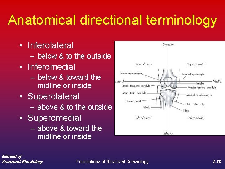 Anatomical directional terminology • Inferolateral – below & to the outside • Inferomedial –