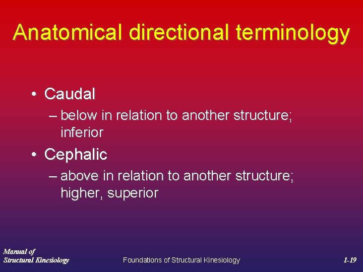 Anatomical directional terminology • Caudal – below in relation to another structure; inferior •