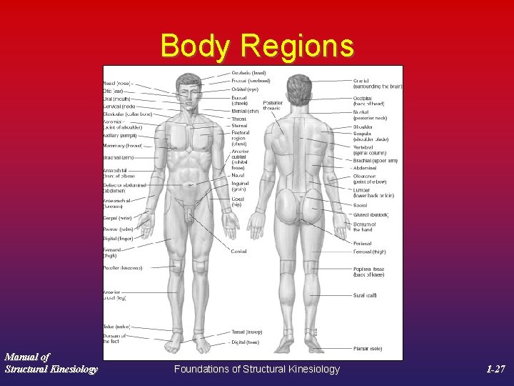 Body Regions Manual of Structural Kinesiology Foundations of Structural Kinesiology 1 -27 