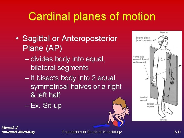 Cardinal planes of motion • Sagittal or Anteroposterior Plane (AP) – divides body into