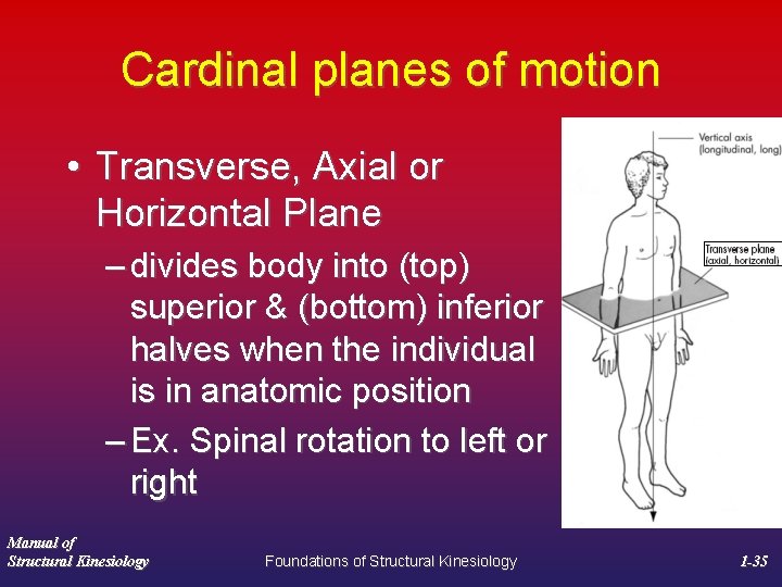 Cardinal planes of motion • Transverse, Axial or Horizontal Plane – divides body into