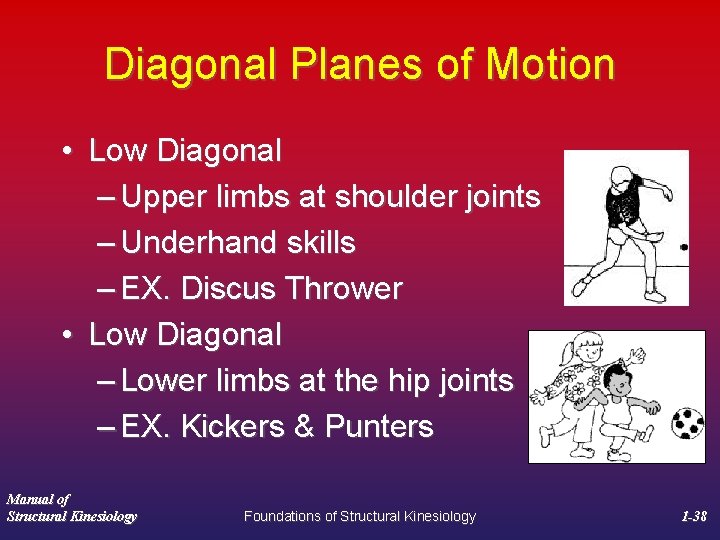 Diagonal Planes of Motion • Low Diagonal – Upper limbs at shoulder joints –