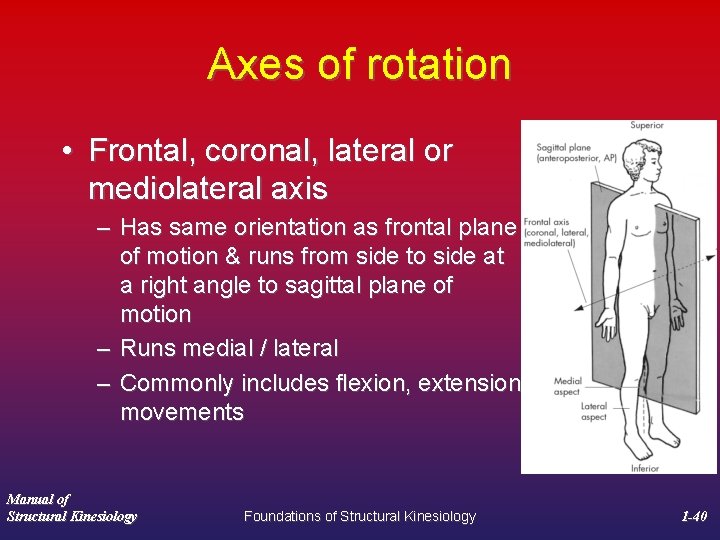 Axes of rotation • Frontal, coronal, lateral or mediolateral axis – Has same orientation