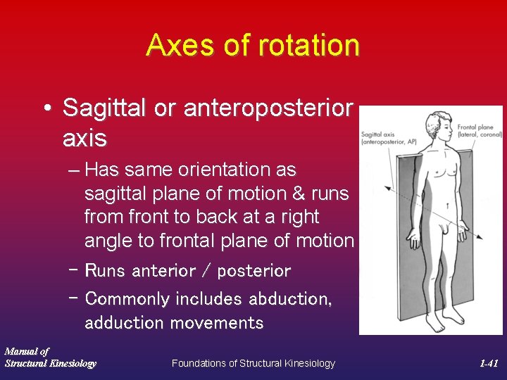 Axes of rotation • Sagittal or anteroposterior axis – Has same orientation as sagittal