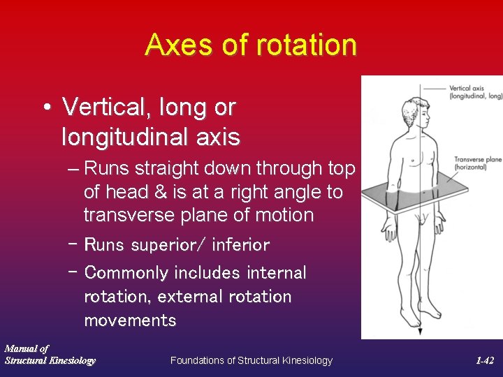 Axes of rotation • Vertical, long or longitudinal axis – Runs straight down through