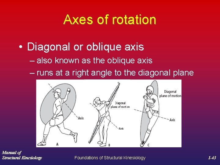Axes of rotation • Diagonal or oblique axis – also known as the oblique
