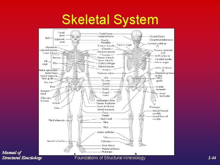 Skeletal System Manual of Structural Kinesiology Foundations of Structural Kinesiology 1 -44 