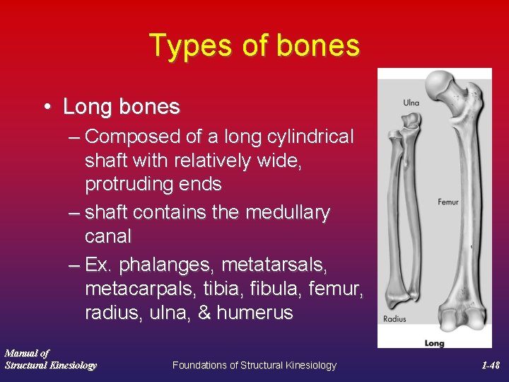 Types of bones • Long bones – Composed of a long cylindrical shaft with