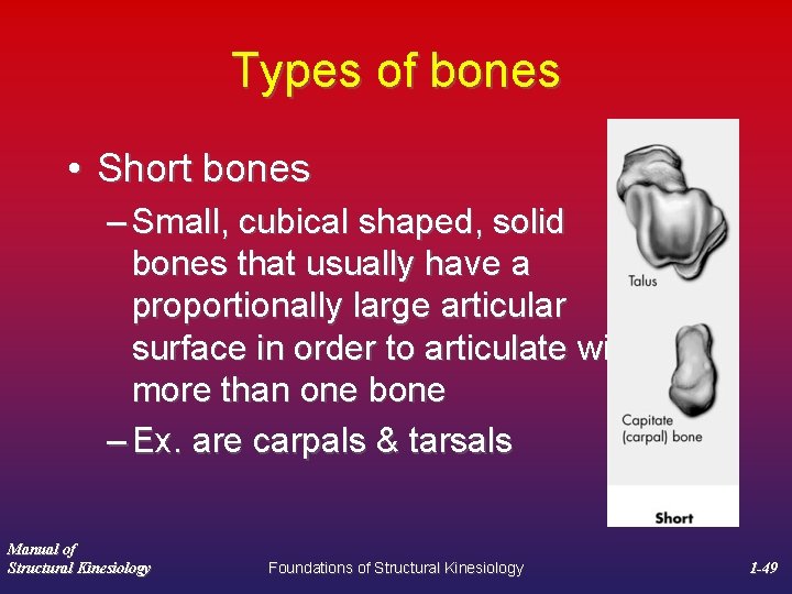Types of bones • Short bones – Small, cubical shaped, solid bones that usually
