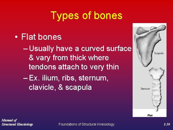 Types of bones • Flat bones – Usually have a curved surface & vary