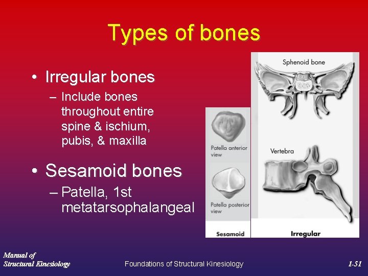 Types of bones • Irregular bones – Include bones throughout entire spine & ischium,
