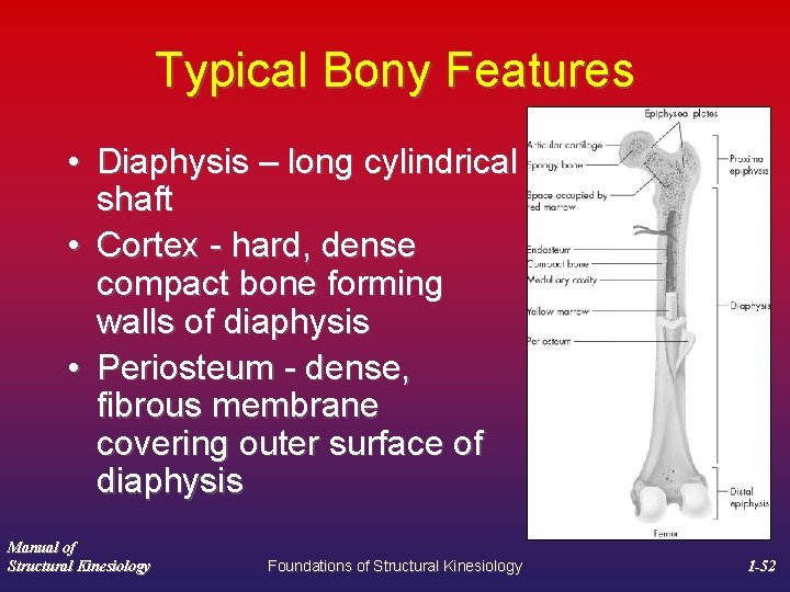 Typical Bony Features • Diaphysis – long cylindrical shaft • Cortex - hard, dense